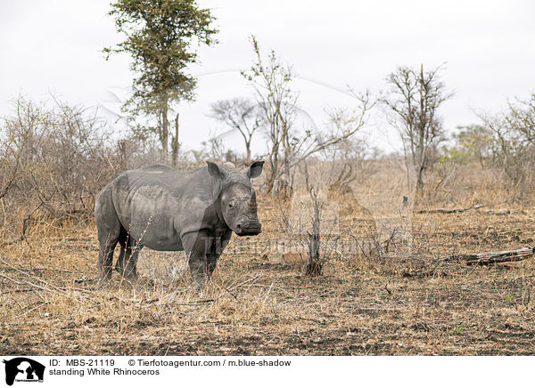 stehendes Breitmaulnashorn / standing White Rhinoceros / MBS-21119