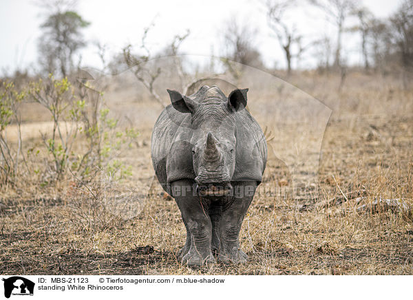 stehendes Breitmaulnashorn / standing White Rhinoceros / MBS-21123