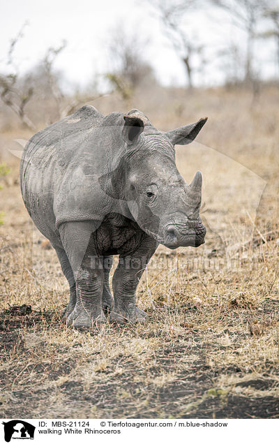 laufendes Breitmaulnashorn / walking White Rhinoceros / MBS-21124
