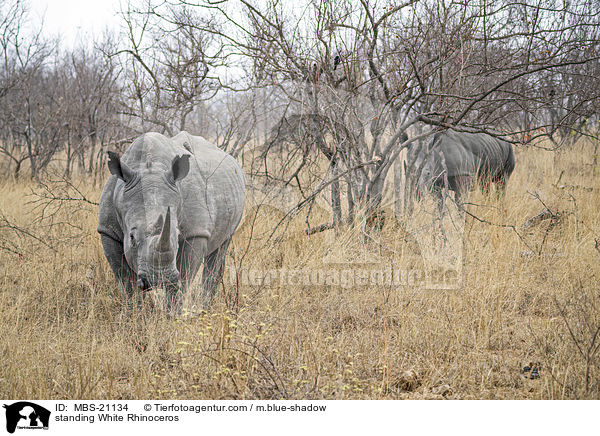 stehendes Breitmaulnashorn / standing White Rhinoceros / MBS-21134