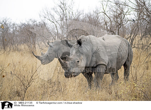 Breitmaulnashrner / White Rhinoceros / MBS-21135