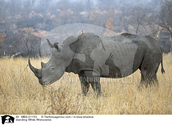 stehendes Breitmaulnashorn / standing White Rhinoceros / MBS-21153