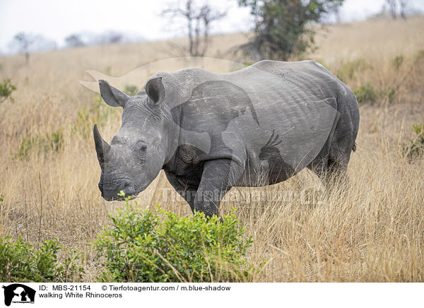 laufendes Breitmaulnashorn / walking White Rhinoceros / MBS-21154