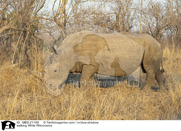 aufendes Breitmaulnashorn / walking White Rhinoceros / MBS-21169
