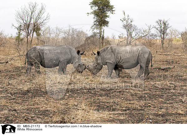 Breitmaulnashrner / White Rhinoceros / MBS-21172