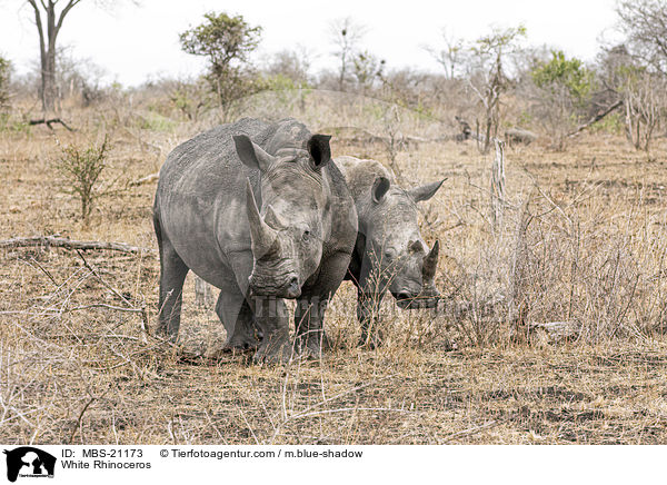 Breitmaulnashrner / White Rhinoceros / MBS-21173