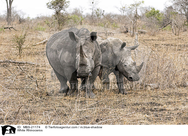 Breitmaulnashrner / White Rhinoceros / MBS-21174