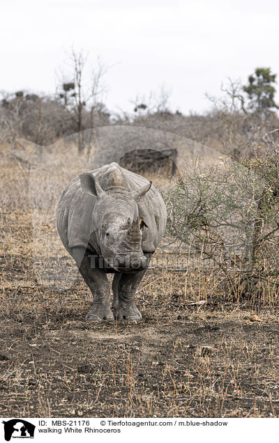 laufendes Breitmaulnashorn / walking White Rhinoceros / MBS-21176