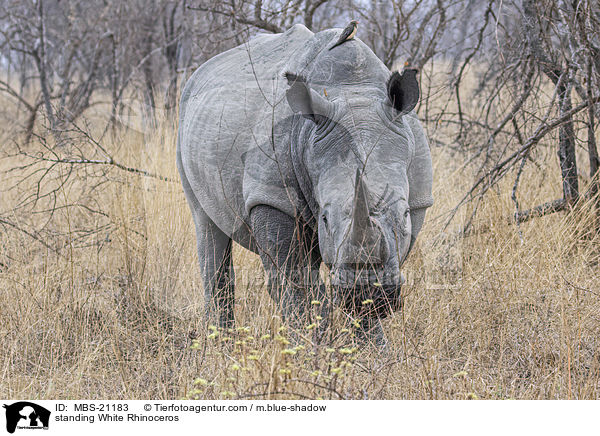 stehendes Breitmaulnashorn / standing White Rhinoceros / MBS-21183