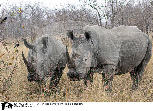 Breitmaulnashrner / White Rhinoceros / MBS-21184