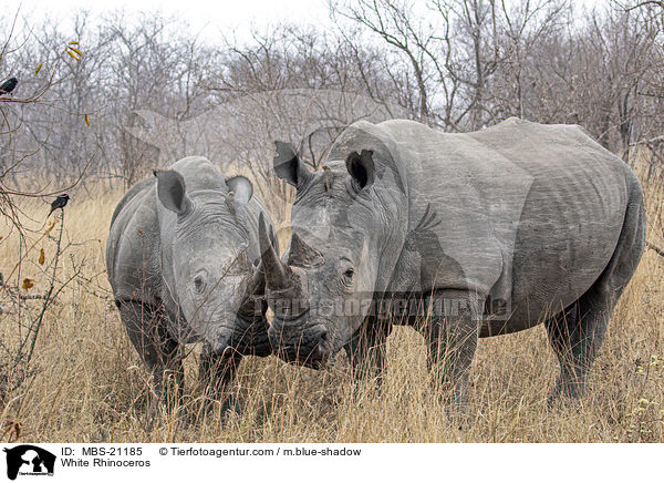 Breitmaulnashrner / White Rhinoceros / MBS-21185