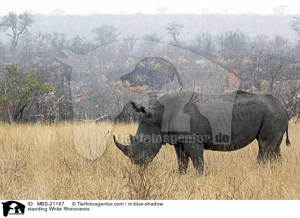 stehendes Breitmaulnashorn / standing White Rhinoceros / MBS-21187