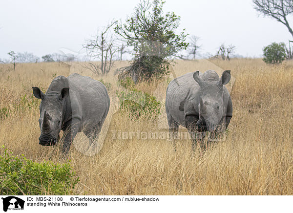 stehendes Breitmaulnashorn / standing White Rhinoceros / MBS-21188