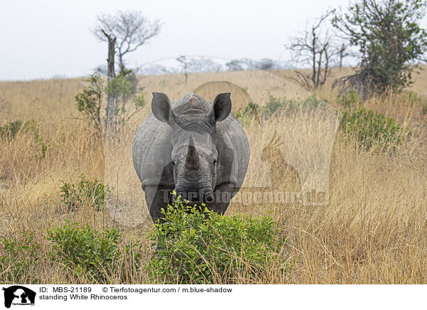 stehendes Breitmaulnashorn / standing White Rhinoceros / MBS-21189