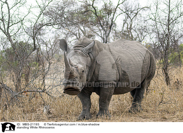stehendes Breitmaulnashorn / standing White Rhinoceros / MBS-21193