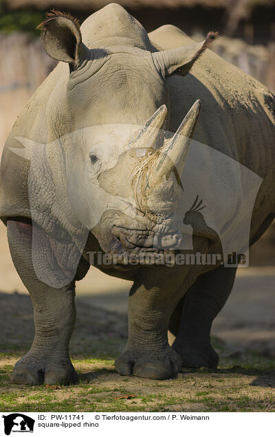 square-lipped rhino / PW-11741