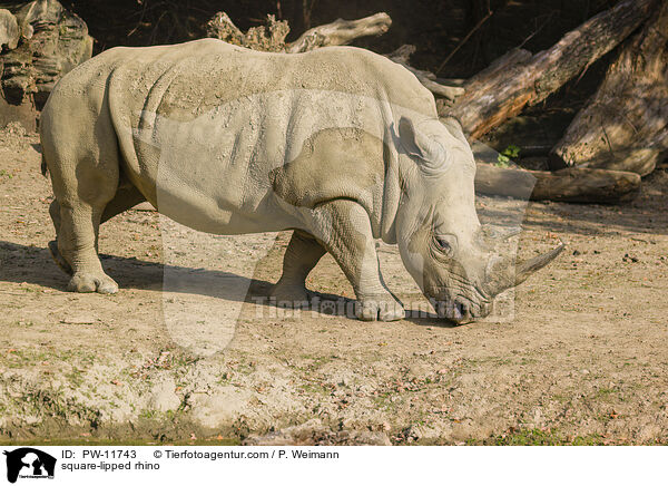 Breitmaulnashorn / square-lipped rhino / PW-11743