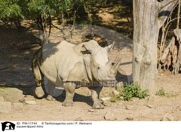 square-lipped rhino / PW-11744