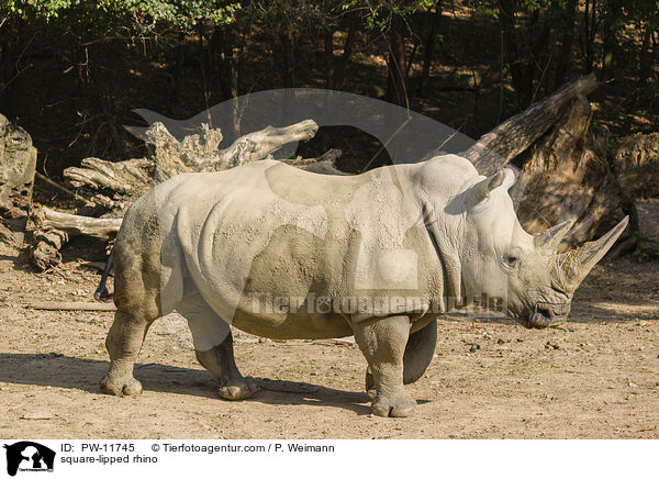 square-lipped rhino / PW-11745