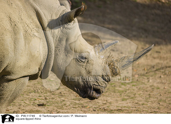 Breitmaulnashorn / square-lipped rhino / PW-11746
