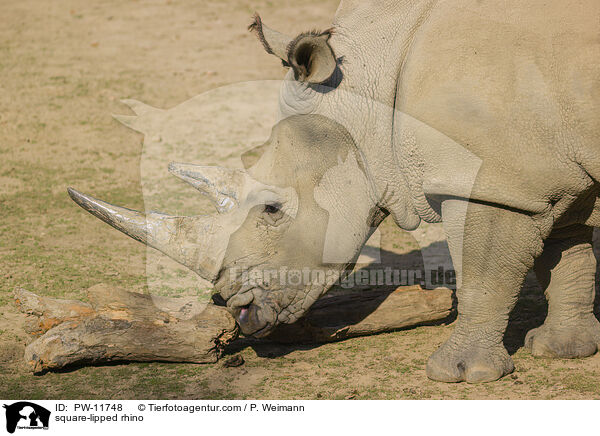 Breitmaulnashorn / square-lipped rhino / PW-11748