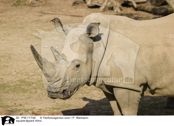 Breitmaulnashorn / square-lipped rhino / PW-11749