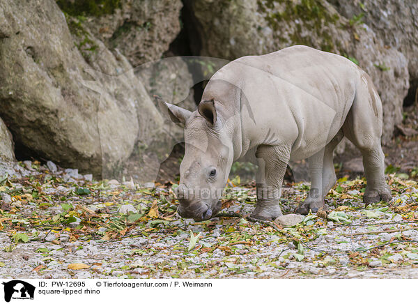 square-lipped rhino / PW-12695