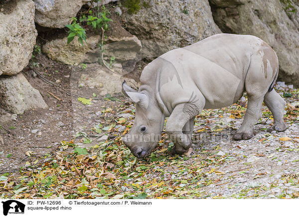 Breitmaulnashorn / square-lipped rhino / PW-12696