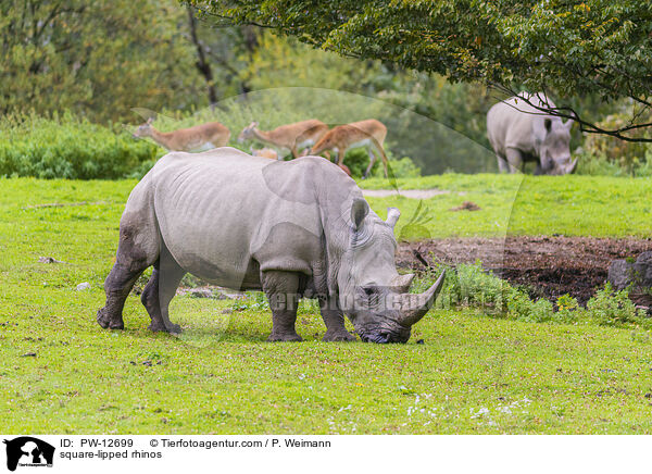 Breitmaulnashrner / square-lipped rhinos / PW-12699