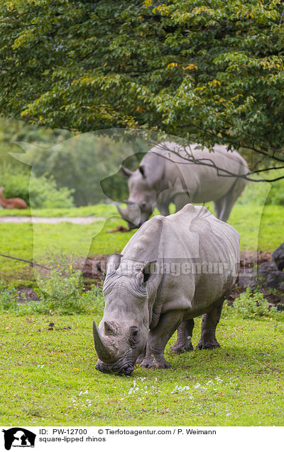 Breitmaulnashrner / square-lipped rhinos / PW-12700