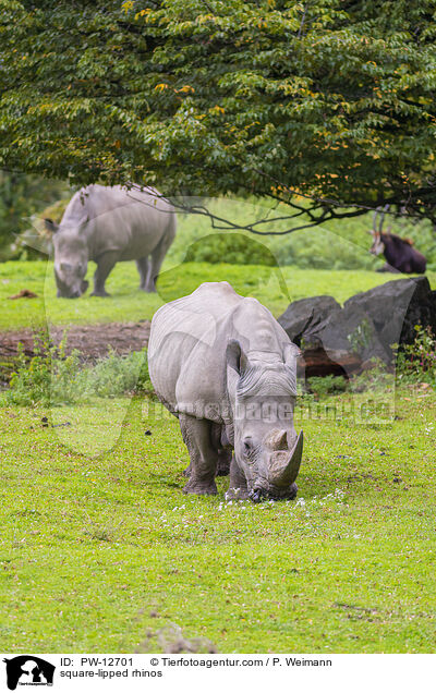 square-lipped rhinos / PW-12701