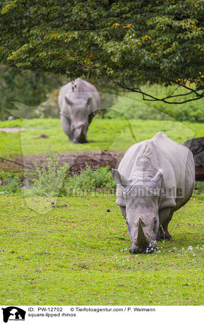 square-lipped rhinos / PW-12702