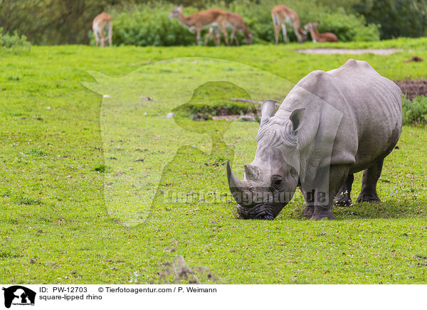 Breitmaulnashorn / square-lipped rhino / PW-12703