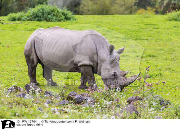 Breitmaulnashorn / square-lipped rhino / PW-12704