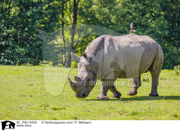 Breitmaulnashorn / white rhino / PW-13530