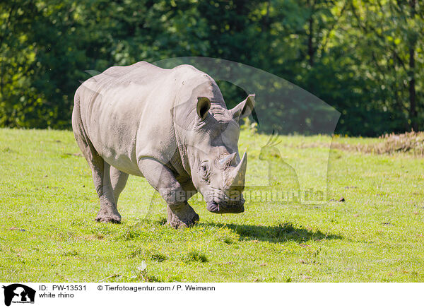 Breitmaulnashorn / white rhino / PW-13531