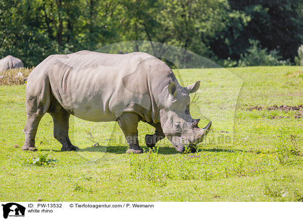 white rhino / PW-13532