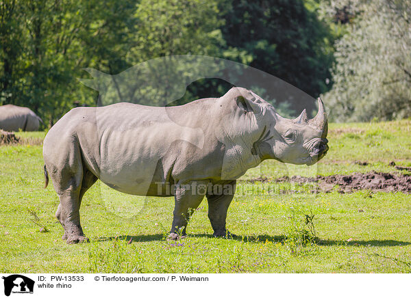 white rhino / PW-13533