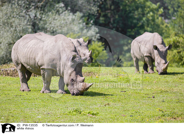 Breitmaulnashrner / white rhinos / PW-13535