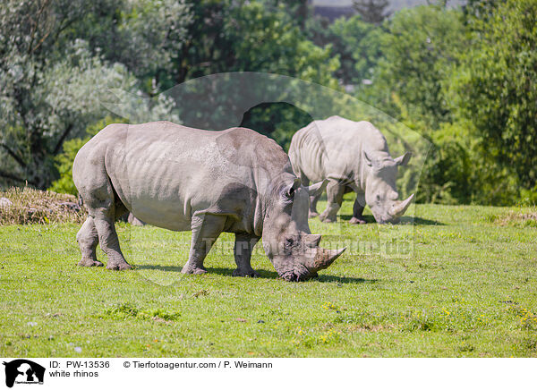white rhinos / PW-13536