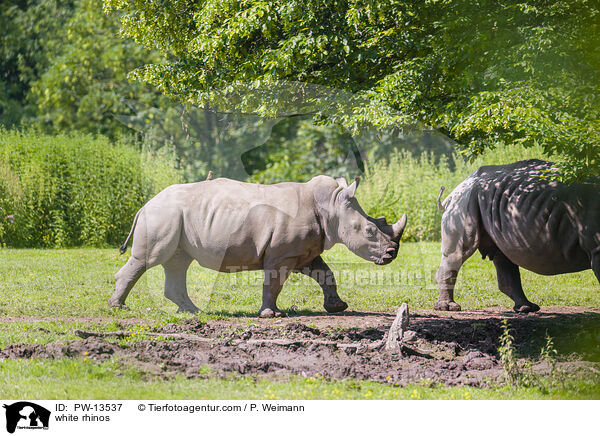 white rhinos / PW-13537