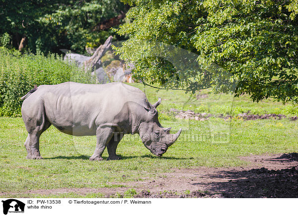 Breitmaulnashorn / white rhino / PW-13538