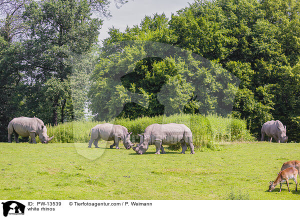 Breitmaulnashrner / white rhinos / PW-13539