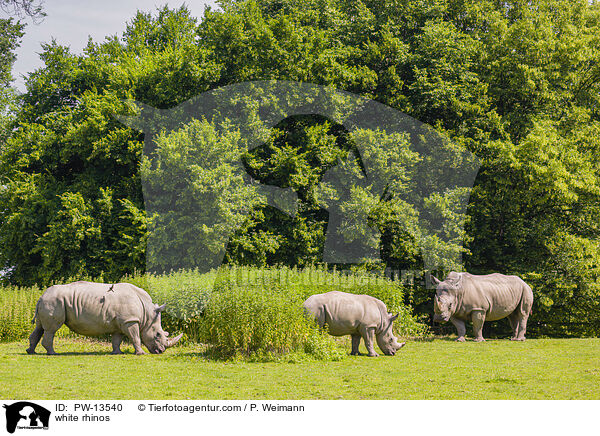white rhinos / PW-13540