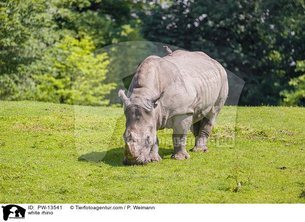 white rhino / PW-13541