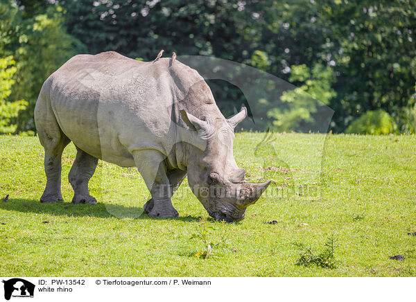 Breitmaulnashorn / white rhino / PW-13542