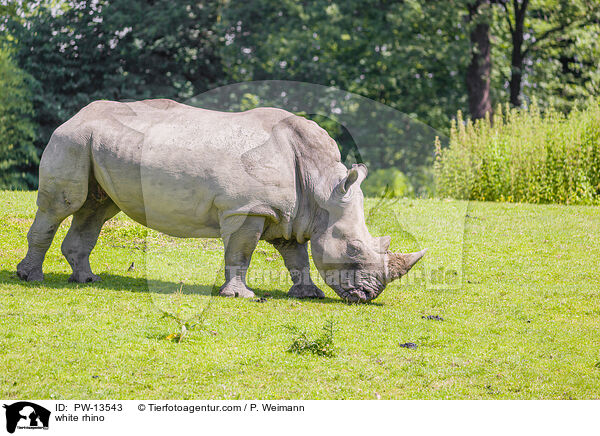 Breitmaulnashorn / white rhino / PW-13543