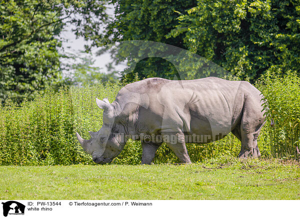 white rhino / PW-13544