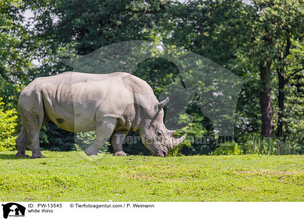 Breitmaulnashorn / white rhino / PW-13545