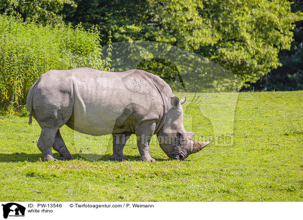 white rhino / PW-13546